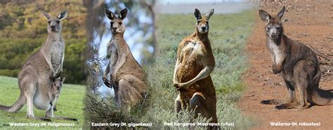 Kangaroo Facts | Kangaroos Are Not Shoes