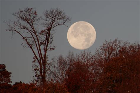 You Cannot Miss Tonight’s Spectacular Beaver Moon