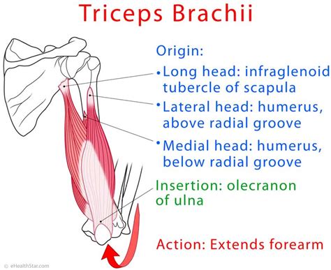 Triceps Brachii Heads (Inner/Outer/Medial), Tendonitis, Pain | eHealthStar