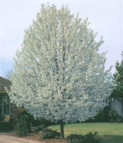 Cleveland Select Flowering Pear Tree - Stark Bro’s