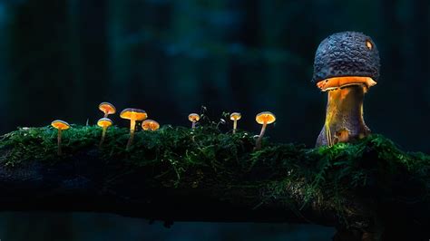 Glowing Mushroom, HD wallpaper | Peakpx