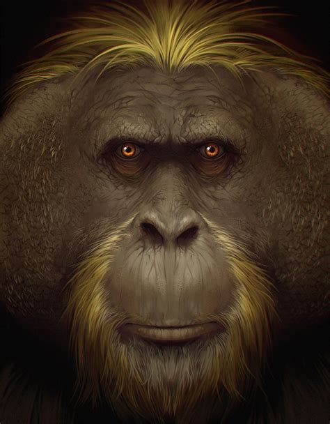 Why did the world’s biggest ape go extinct?