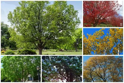 10 Fast-Growing Shade Trees for USDA Zone 5