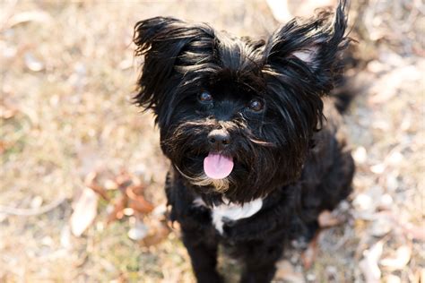 Yorkie Apso Full Grown