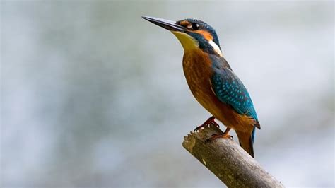 Bird Watching in Coorg | Coorg Bird Watching Tips | Coorg