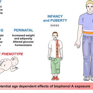 Potential age-dependant effects of bisphenol A exposure, adapted from ...