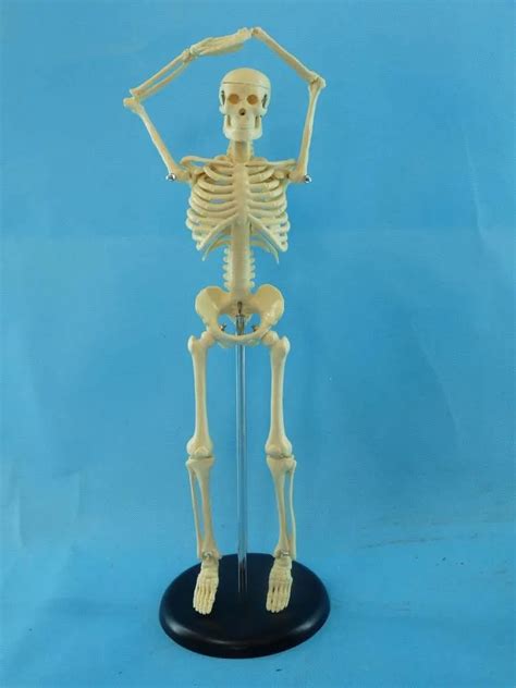 45cm Human skeleton model Medical Human specimens model free shipping ...