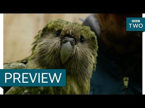 Kakapo - Last Chance to See, Stephen Fry - YouTube