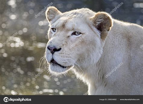 Portrait White Lioness Natural Habitat — Stock Photo © EBFoto #206934682