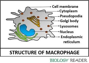 Macrophage Cell Structure