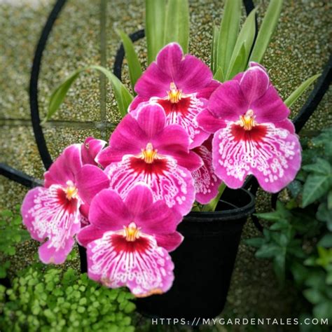 Orchid Gallery : Miltonia - My Garden Tales