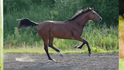 1000+ images about Horses on Pinterest