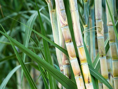 How to Plant and Grow Sugar Cane