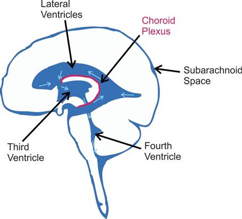 47+ Diagram Of Brain Ventricles - BlaynCaedmon