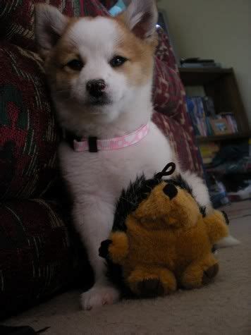 Pom Shi (Shiba Inu Pomerian Mix) Dog Info, Temp, Puppies & Pictures