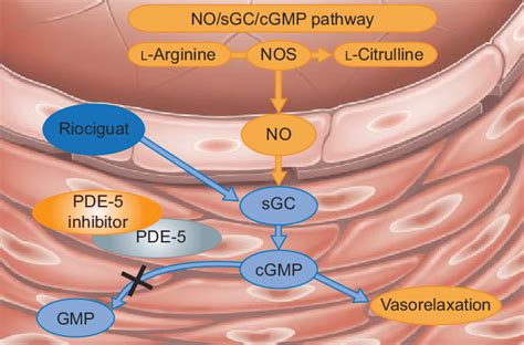 Therapeutic approaches targeting the nitric oxide (NO) signalling... | Download Scientific Diagram