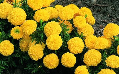 Marigold Flowes Yellow 721 : Wallpapers13.com