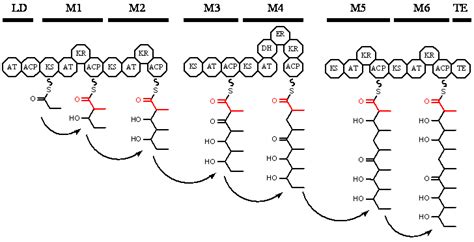 polyketide synthase - meddic