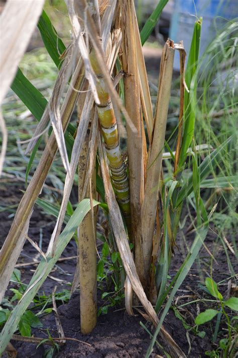 Caña de azúcar: zona con heladas. Saccharum officinarum.