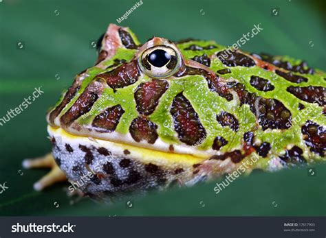 Horned Frog Ceratophrys Ornata Stock Photo 17617903 | Shutterstock