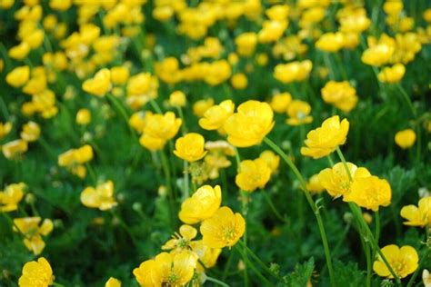 Buttercup Flower Buttercups - Free photo on Pixabay - Pixabay