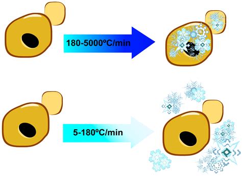 Genes | Free Full-Text | Cryopreservation and the Freeze–Thaw Stress ...