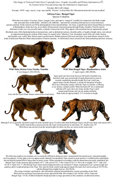 Lion Tiger Size Comparison | Felid Morphology's Study-Blog