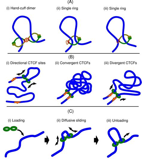 Effect of chromatin flexibility on diffusive loop extrusion via molecular slip-links | bioRxiv