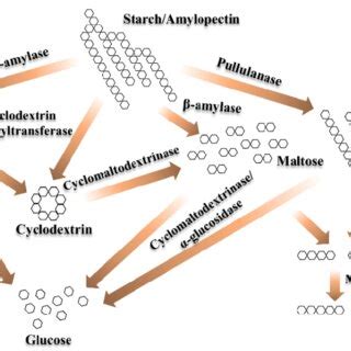 1 Common physical modification of starch. | Download Scientific Diagram