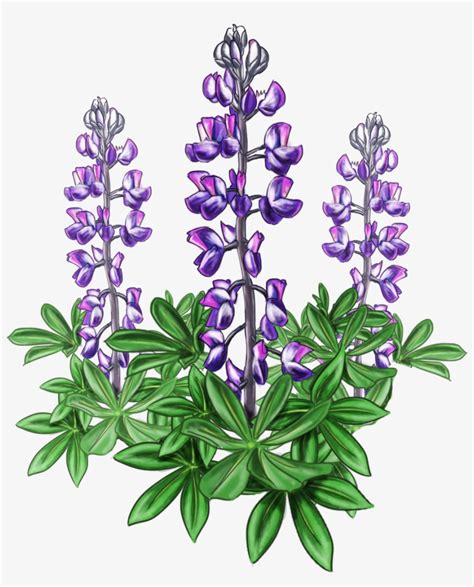 Lupine Bluebonnet Alaska Plant - Lupine Flower Png Transparent PNG ...