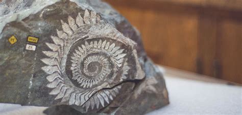 Mineral Monday: Helicoprion Fossil