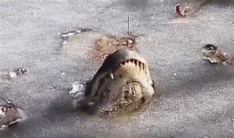 Here's The Creepy Way Alligators Survive When A Pond Freezes Over (Video) - BroBible