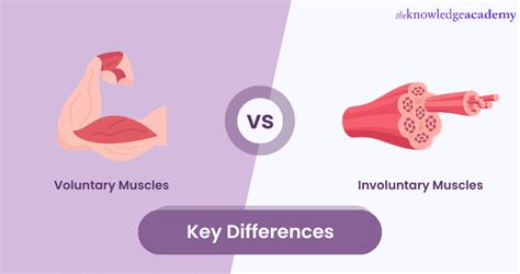 Difference Between Voluntary And Involuntary Muscles: Explained