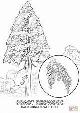 California State Tree coloring page  Free Printable Coloring Pages sketch template