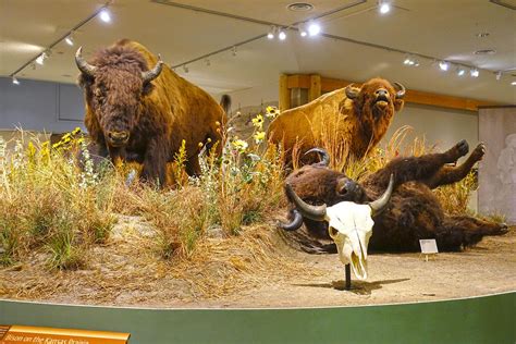 Buffalos Display at Buffalo Bill Cody Museum by Trisaw1 on DeviantArt