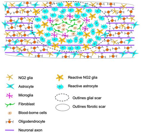 Cells | Free Full-Text | Understanding the Role of the Glial Scar through the Depletion of Glial ...