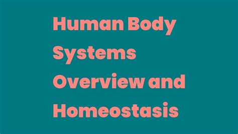 Human Body Systems Overview and Homeostasis - Write A Topic