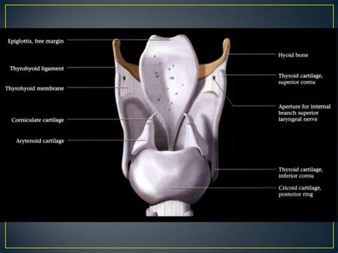 Larynx anatomy ct and mri