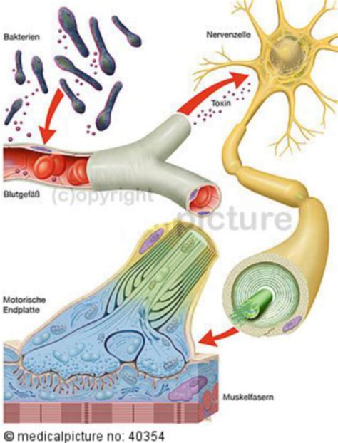 Tetanus Bacteria Life Cycle