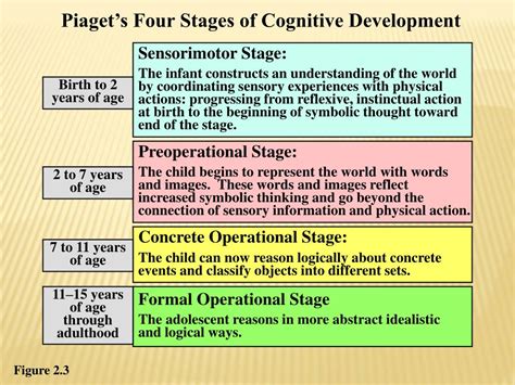 Piaget's Cognitive Development Stages