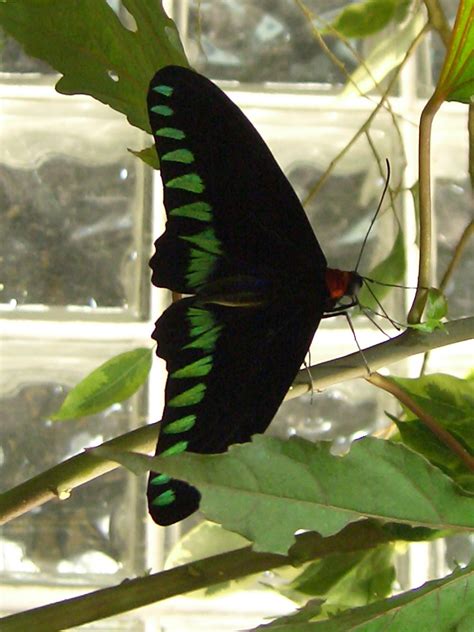 Butterfly genus species - Queen Alexandra's Birdwing | Animal Planet Pictures