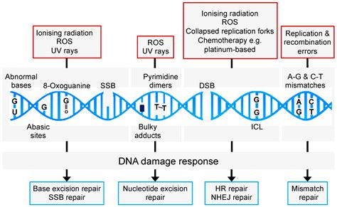 Cancers | Free Full-Text | DNA Repair and Therapeutic Strategies in Cancer Stem Cells