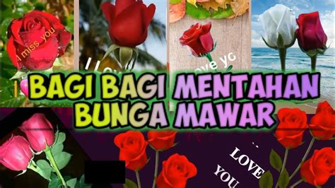 Berbagi kumpulan Mentahan bunga Mawar Quotes || cocok untuk Status || - YouTube