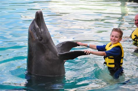 Therapy With Dolphins: How Dolphins Are Healing Children