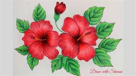 Hibiscus Sketching using Pencil Colors/ How to draw Hibiscus Flower ...