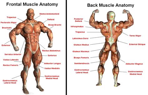 Sports Science | Basic Muscle Anatomy