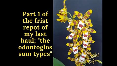 Part 1 repotting the odontoglossum types from my last haul! :D - YouTube