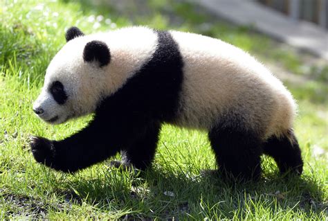 Panda cub