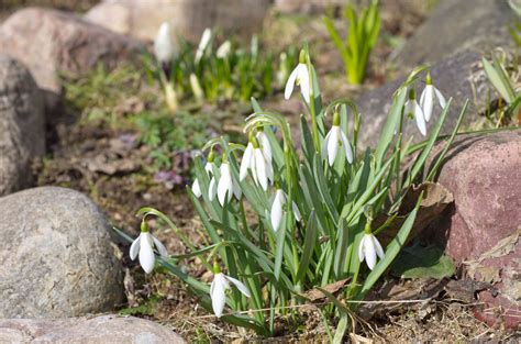 Snowdrops (Galanthus nivalis)