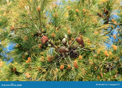 Pine Trees Stock Photo - Image: 44146113